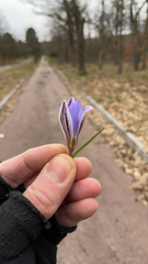 Crocus