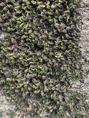 Syntrichia papillosa
