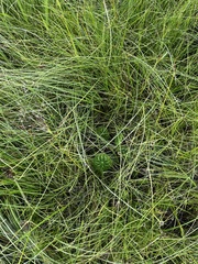 Senecio oxyriifolius