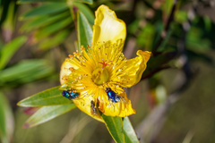 Hypericum revolutum