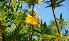 Hypericum revolutum