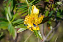 Hypericum revolutum