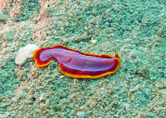 Pseudoceros ferrugineus