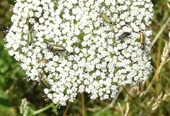 Chrysanthia geniculata