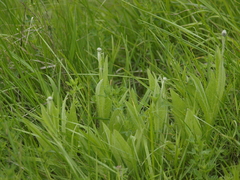 Cirsium pannonicum
