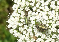 Chrysanthia geniculata