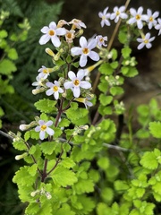 Chaenostoma floribundum