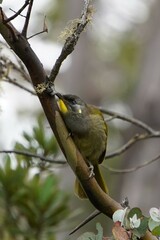 Nesoptilotis flavicollis