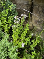Chaenostoma floribundum