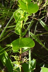 Vangueria venosa