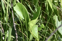 Vangueria venosa