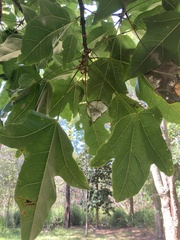 Brachychiton acerifolius