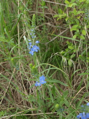 Veronica austriaca