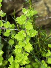 Chaenostoma floribundum