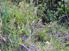 Thamnophis melanogaster