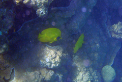 Chaetodon semilarvatus