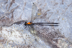 Austroargiolestes chrysoides