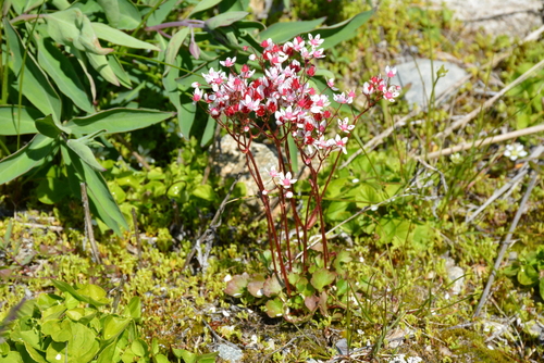 Image of Micranthes nudicaulis by no rights reserved