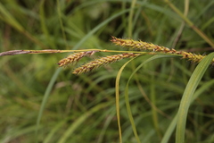 Carex atherodes