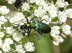 Chrysanthia viridissima