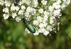 Chrysanthia viridissima