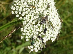 Chrysanthia viridissima