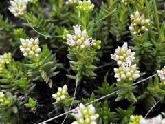 Crassula dependens