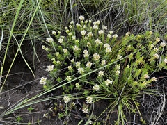 Crassula dependens