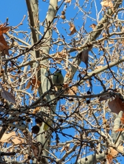 Cyanistes caeruleus