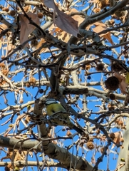 Cyanistes caeruleus
