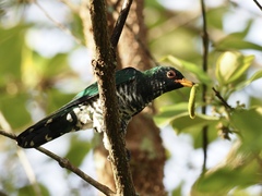 Chrysococcyx maculatus