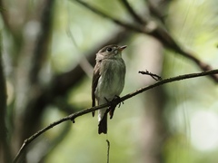 Muscicapa dauurica