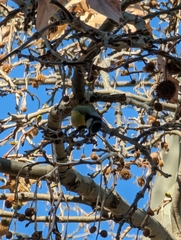 Cyanistes caeruleus