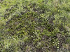 Crassula dependens