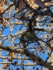 Cyanistes caeruleus
