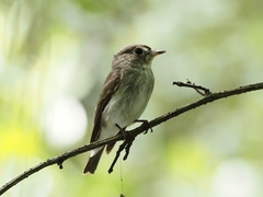 Muscicapa dauurica