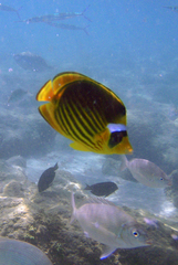 Chaetodon fasciatus