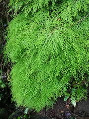 Selaginellaceae