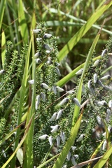 Aspalathus chortophila