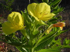 Oenothera stucchii