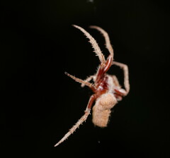 Hortophora