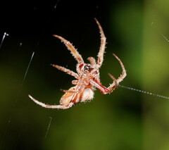 Hortophora