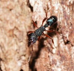 Rhytidoponera aspera