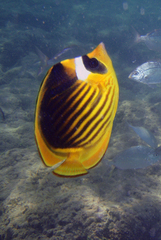 Chaetodon fasciatus