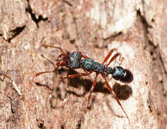 Rhytidoponera aspera