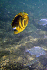 Chaetodon fasciatus