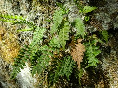 Polypodium hesperium