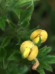 Stylosanthes viscosa