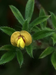 Stylosanthes viscosa