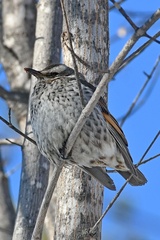 Turdus eunomus